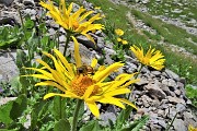 59 Doronico dei macereti (Dornicum grandiflorum) con ospite